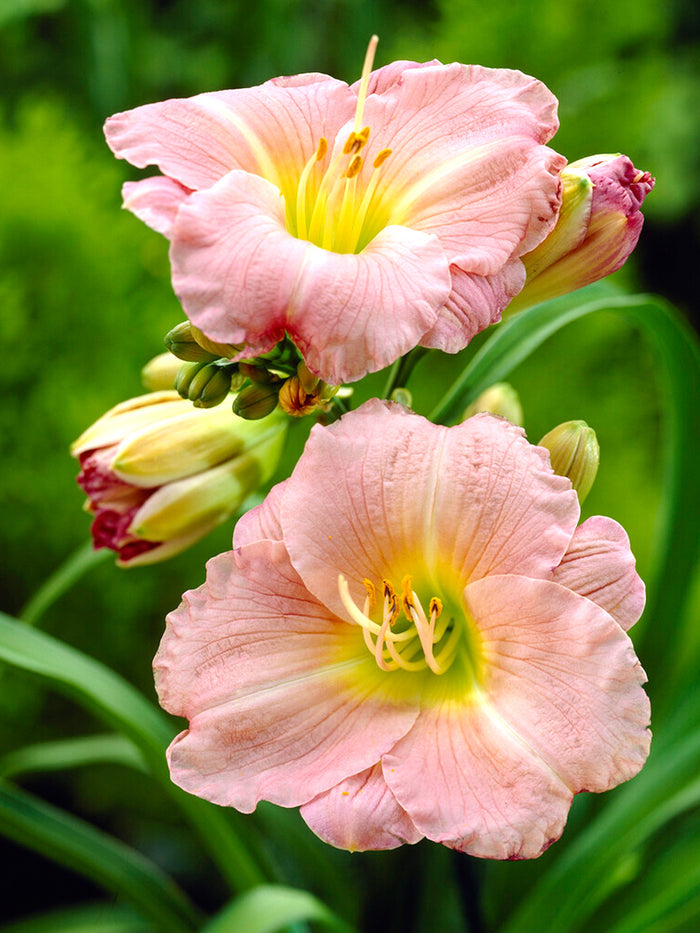 Day Lily Soft Secrets