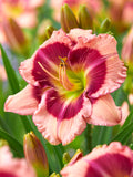 Day Lily Strawberry Shake