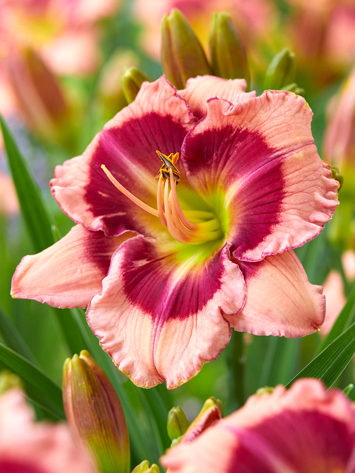 Day Lily Strawberry Shake