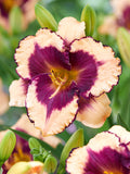 Buy Day Lily Tropical Surprise Roots
