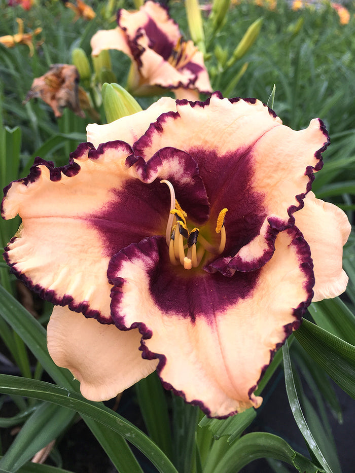 Day Lily Tropical Surprise Bare Roots