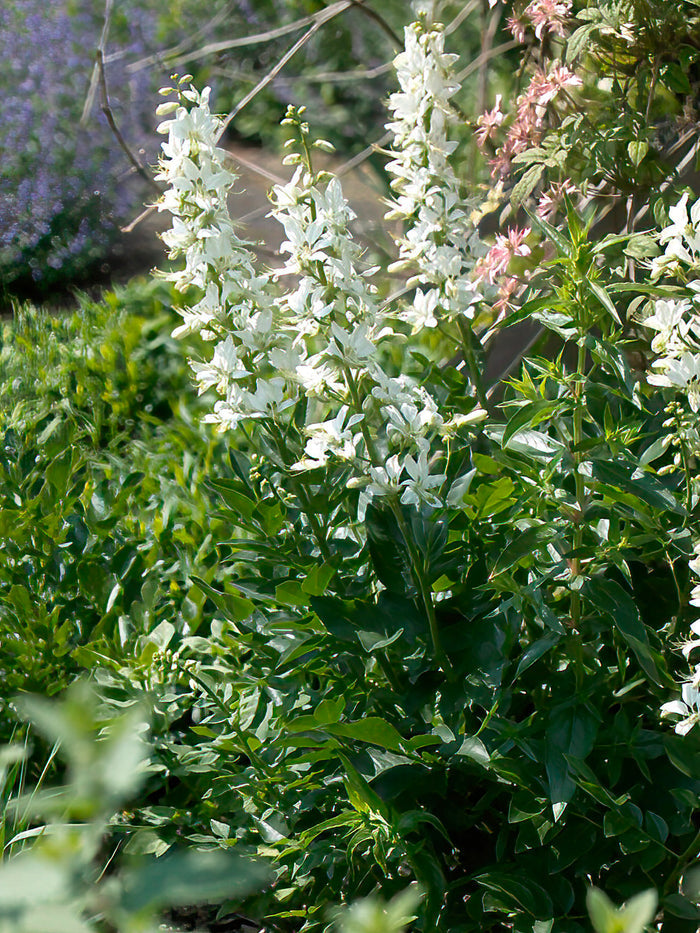 Dictamnus Albus Albiflorus (Burning Bush)