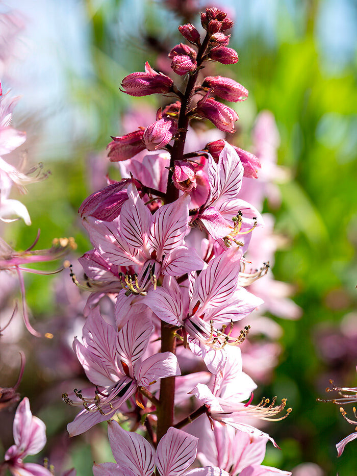 Dictamnus albus, also known as the gas plant, burning bush, or dittany