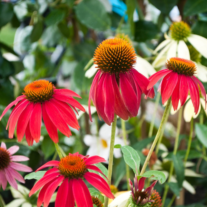echinacea coneflower mixed color blooms