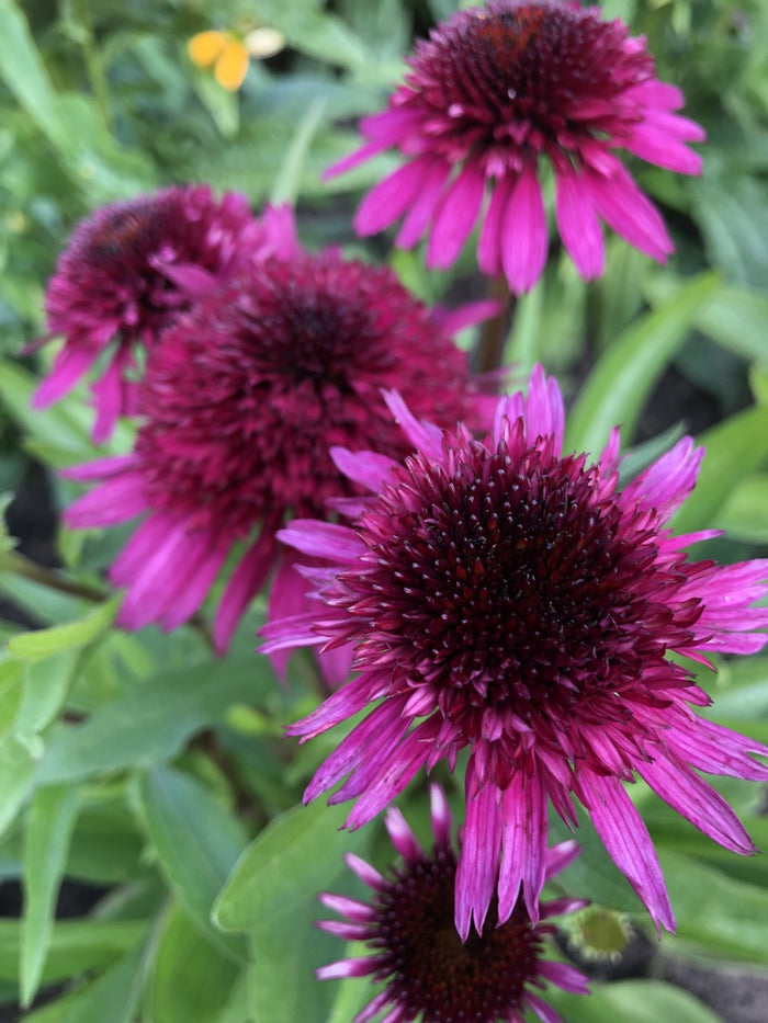 Echinacea blueberry cheesecake