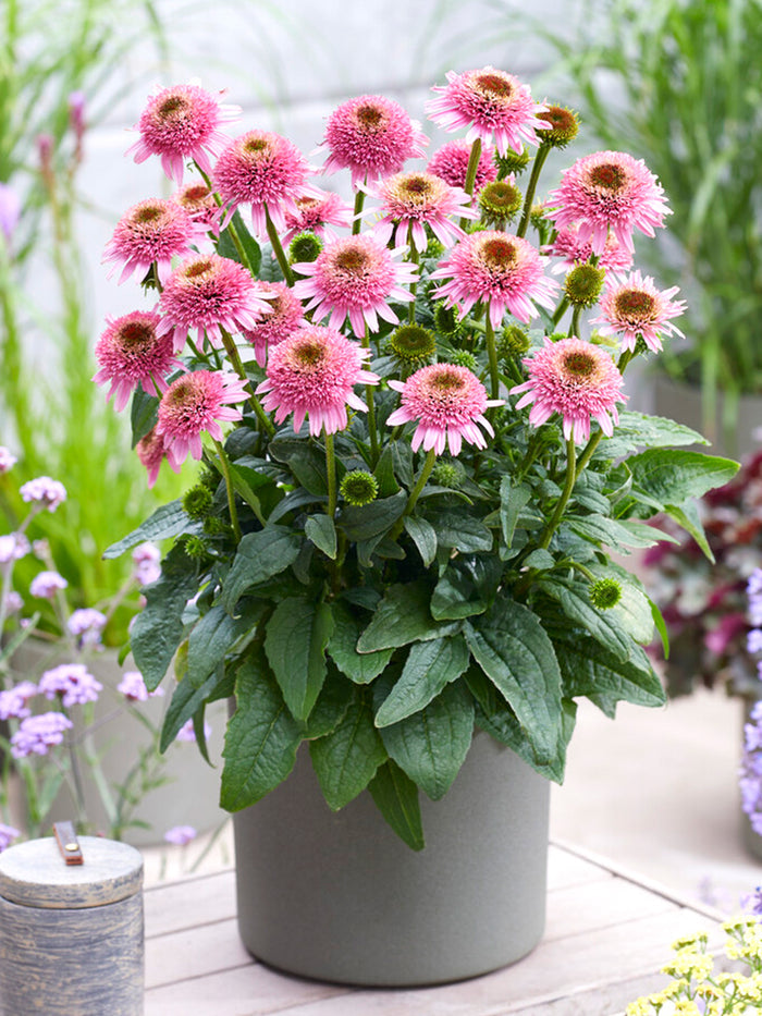 Echinacea_Butterfly_Kisses_Coneflower