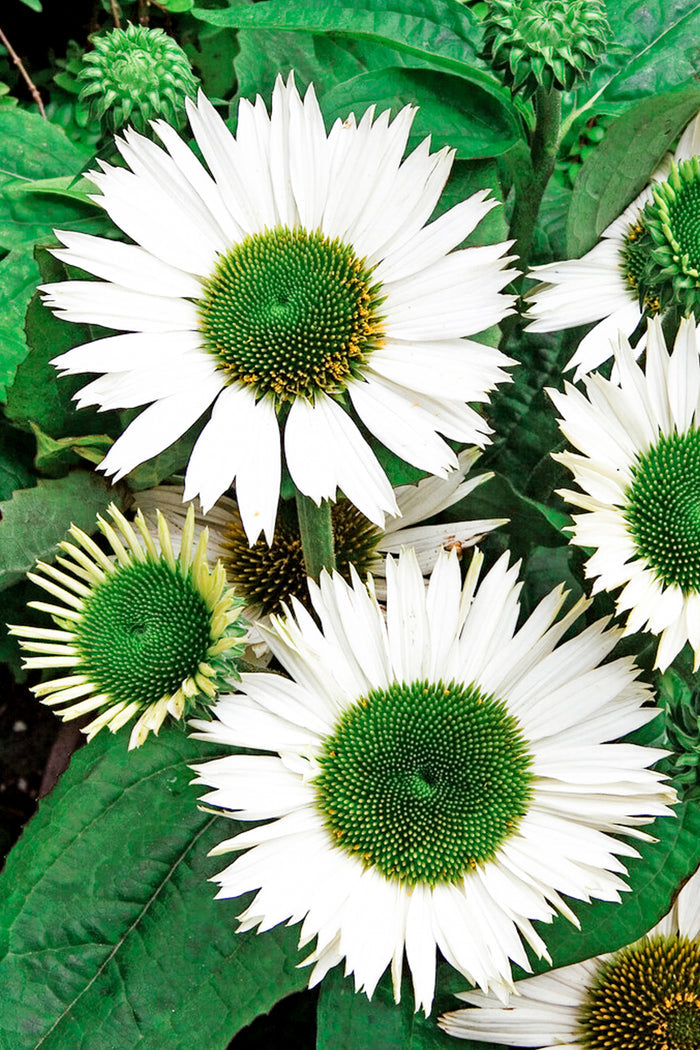 Echinacea Purpurea Virgin