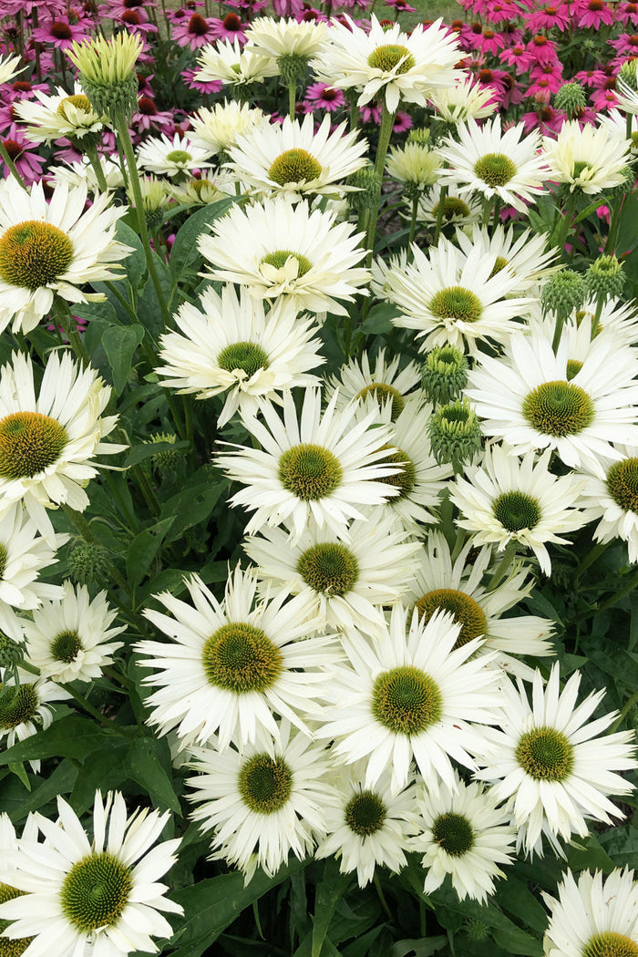 Coneflowers Virgin