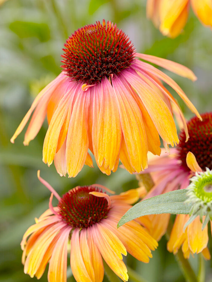 DutchGrown Echinacea Rainbow Marcella (Coneflower) Bare Roots