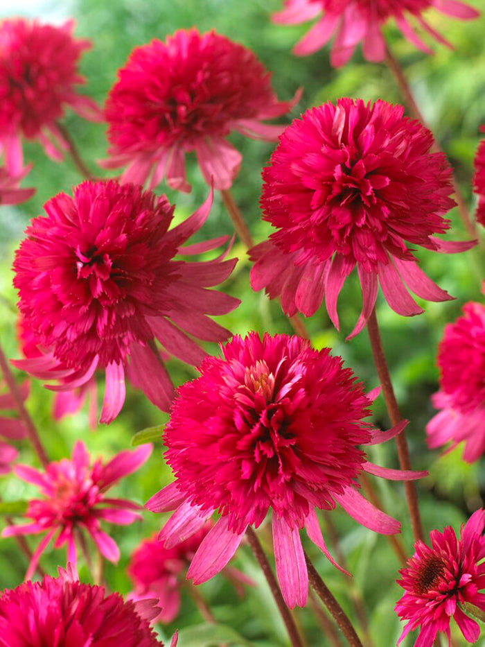 DutchGrown Echinacea Southern Belle (Coneflower)
