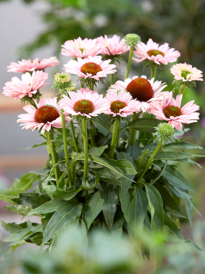 Echinacea Sunseeker Salmon (Coneflower) Bare Roots