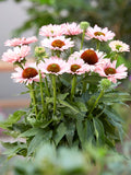 Echinacea Sunseeker Salmon (Coneflower) Bare Roots