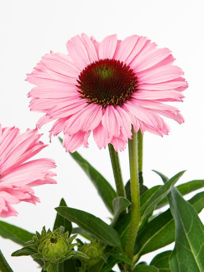 Echinacea Sunseeker Salmon Coneflower