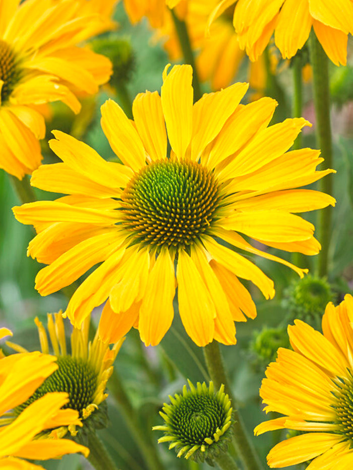 Echinacea Yellow Passion (Coneflower)
