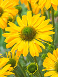 Echinacea Yellow Passion (Coneflower)
