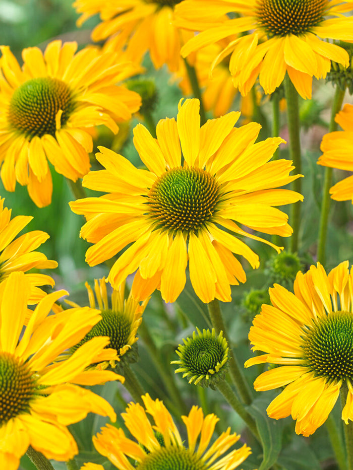 DutchGrown Bare Roots Echinacea Yellow Passion (Coneflower)