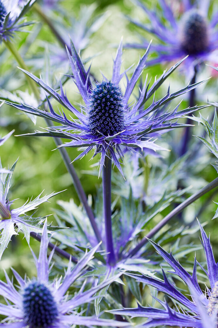 Eryngium Jos Eijking Sea Holly