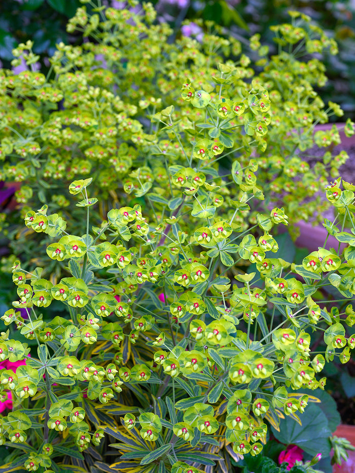 Euphorbia martinii Ascot Rainbow (Spurge)