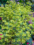Euphorbia martinii Ascot Rainbow (Spurge)
