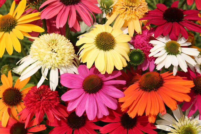 Everblooming Coneflower Mix