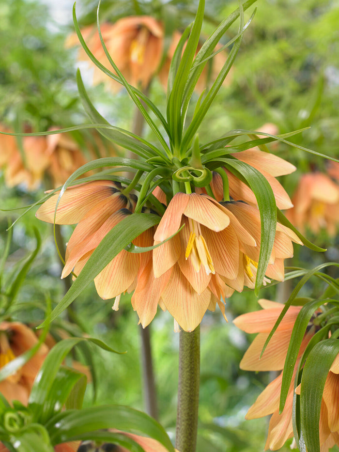 Fritillaria Early Fantasy - Crown Imperial