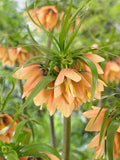 Fritillaria Early Fantasy - Crown Imperial