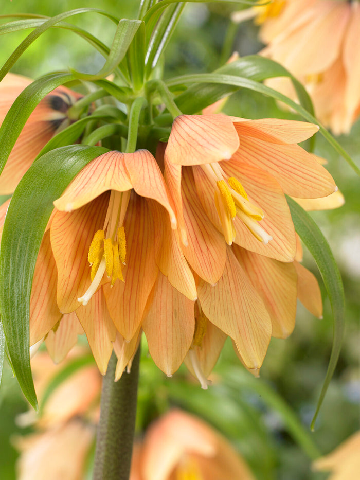 Fritillaria Early Fantasy - Crown Imperial