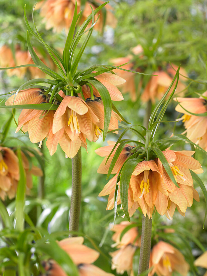 Fritillaria Early Fantasy - Crown Imperial