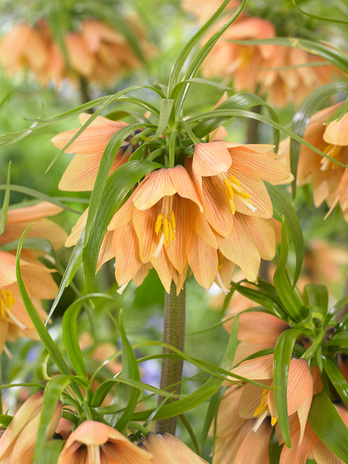 Fritillaria Early Fantasy - Crown Imperial