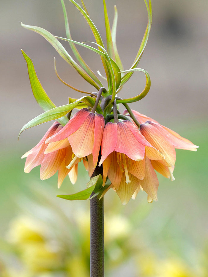 Fritillaria Early Fantasy - Crown Imperial
