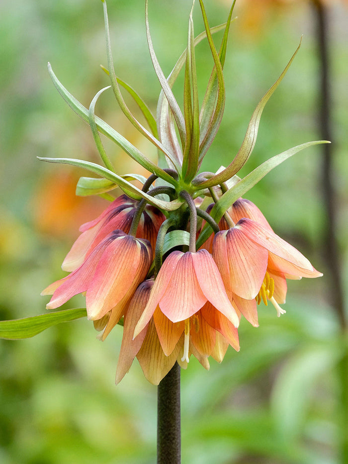 Fritillaria Early Fantasy - Crown Imperial