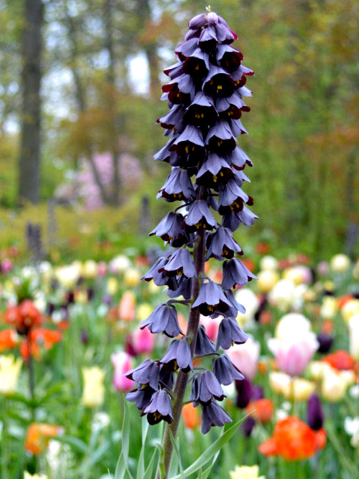 Fritillaria Persica, black purple blooms in spring
