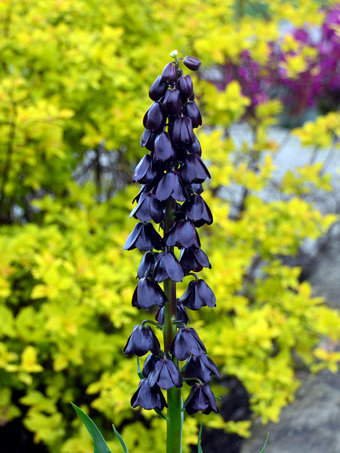 Fritillaria Persica Purple Dynamite