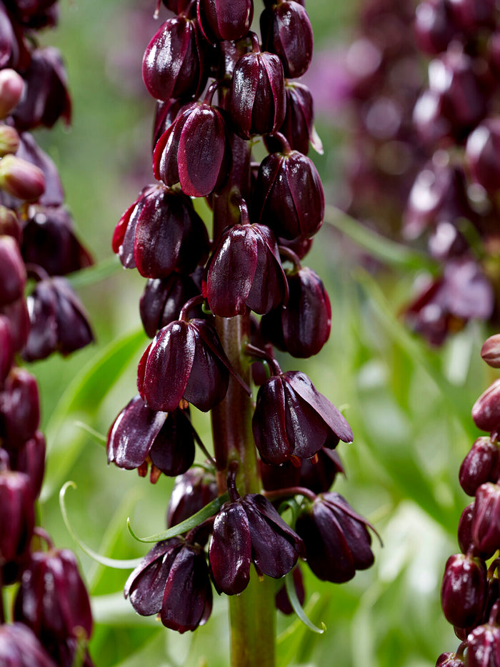 Fritillaria Persica Purple Dynamite