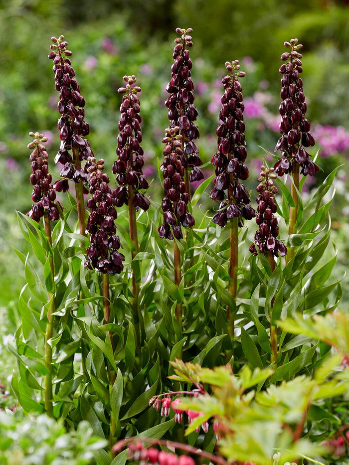 Fritillaria Persica Purple Dynamite