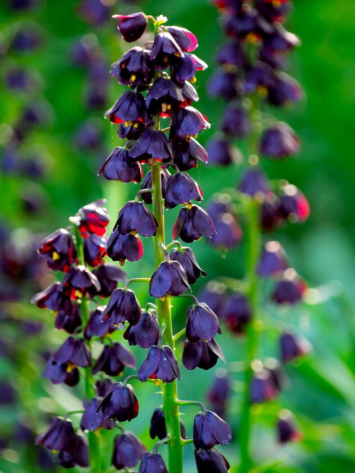 Fritillaria Persica Purple Dynamite