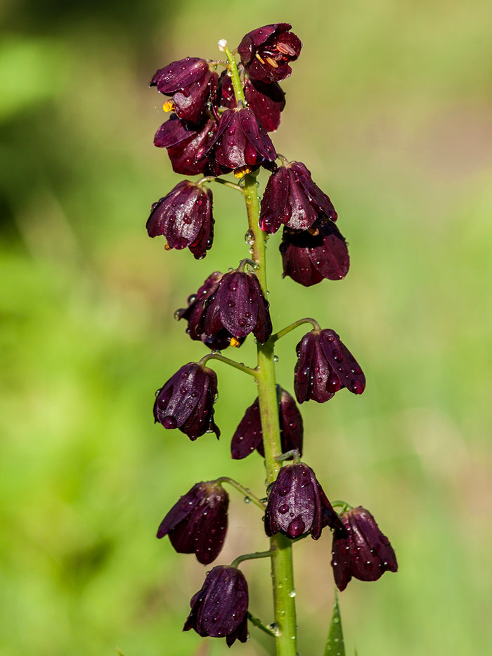 Fritillaria Persica Purple Dynamite