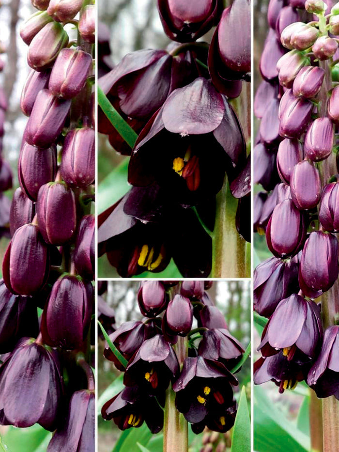 Fritillaria Persica Purple Dynamite