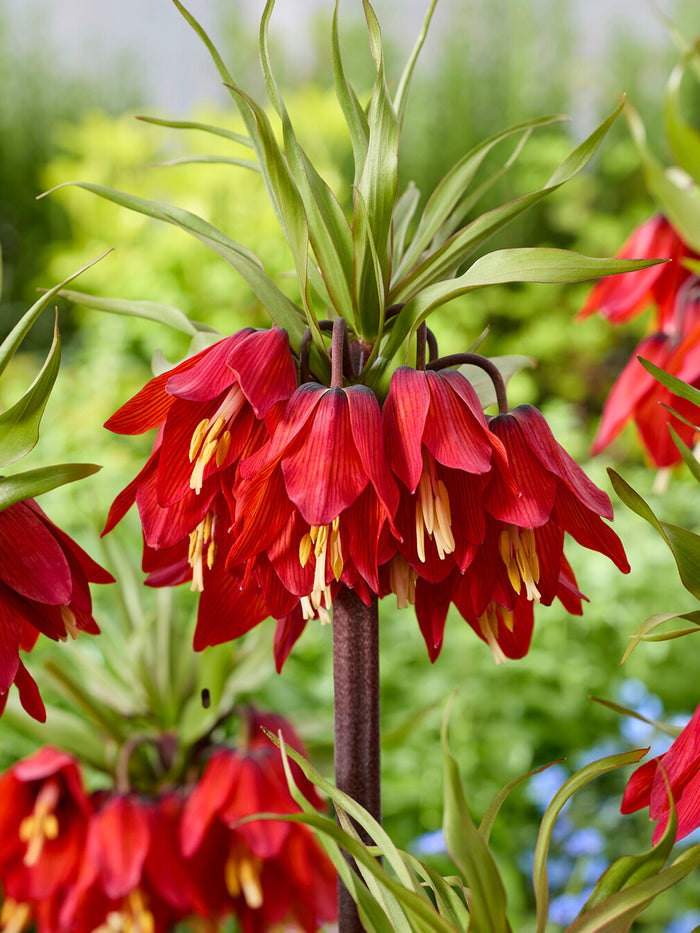 Fritillaria Red Beauty - Crown Imperial