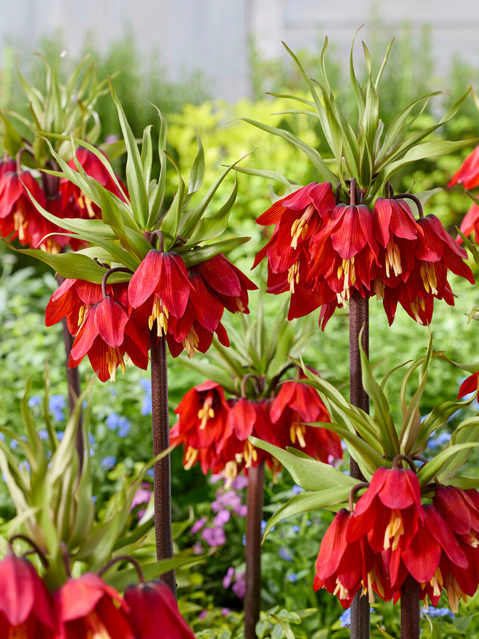 Fritillaria Red Beauty - Crown Imperial