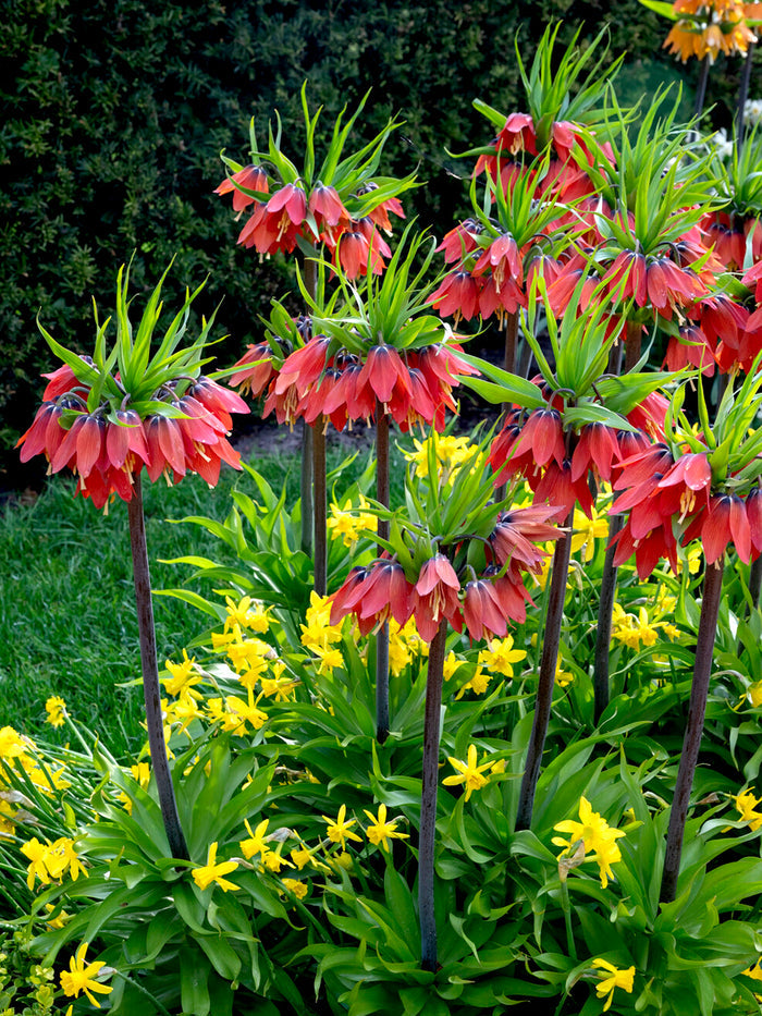 Fritillaria Red Beauty - Crown Imperial