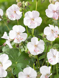 Geranium Biokovo bare roots for Spring Shipping and planting in UK