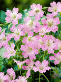 Geranium Versicolor