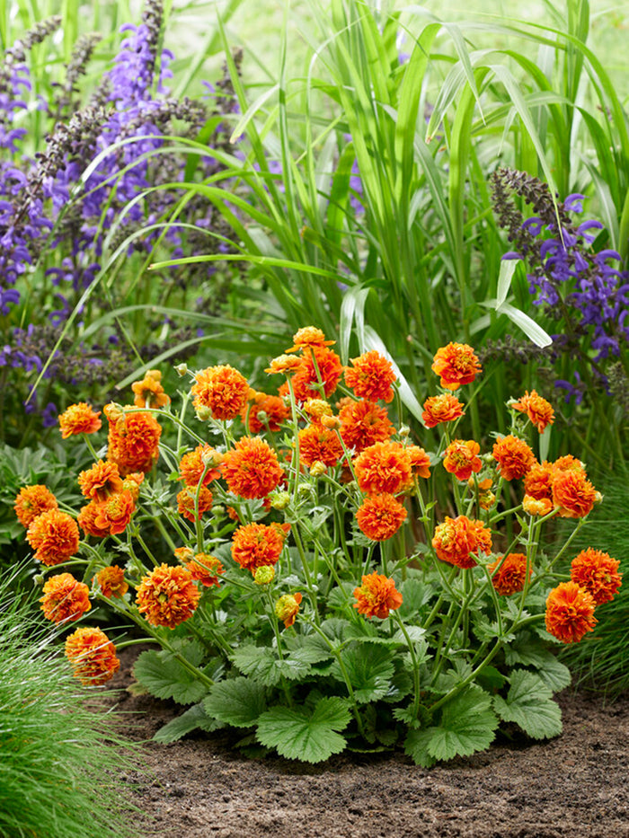 Geum Orange Pumpkin