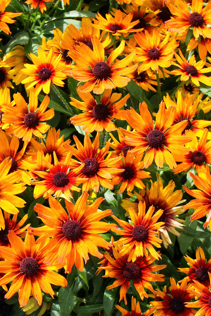 Marde Gras Helenium