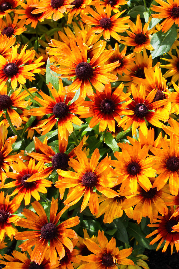 Marde Gras Helenium