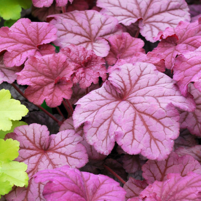 heuchera berry smoothie up close