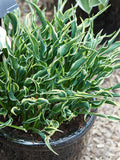 Buy Hosta 'Hands Up' from Holland