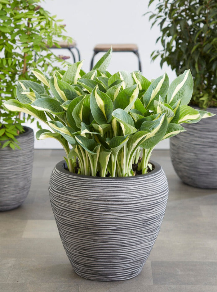 Hosta Whirly Pop