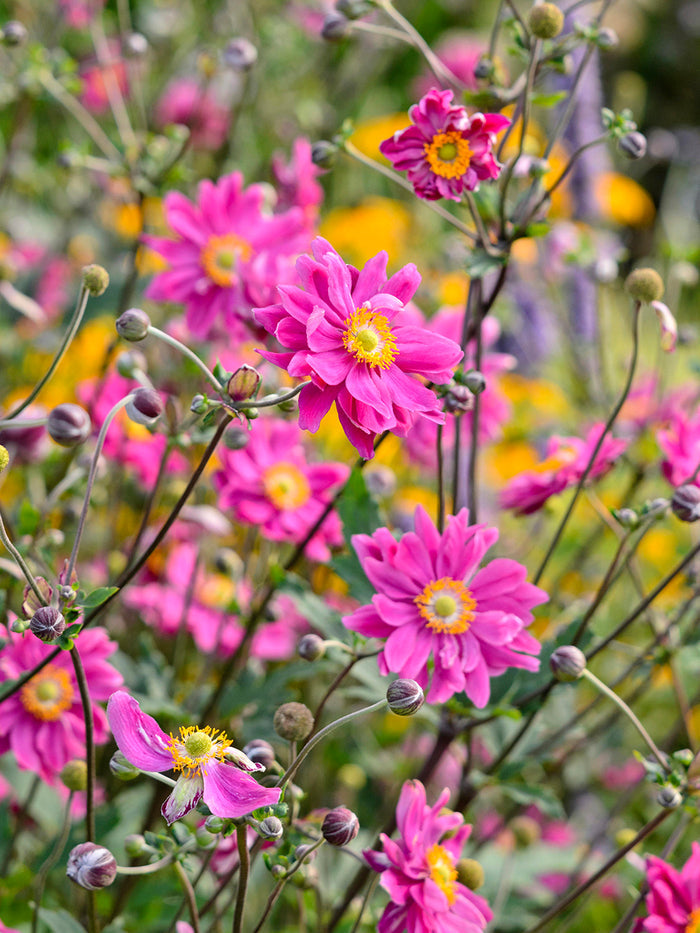 Spring Planted Anemones - Japanese Anemone Bressingham Glow